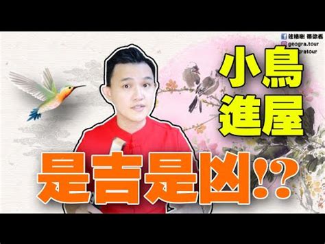 麻雀風水|【麻雀飛進家裡代表什麼】飛雀臨門，吉兆還是兇兆？麻雀飛進家。